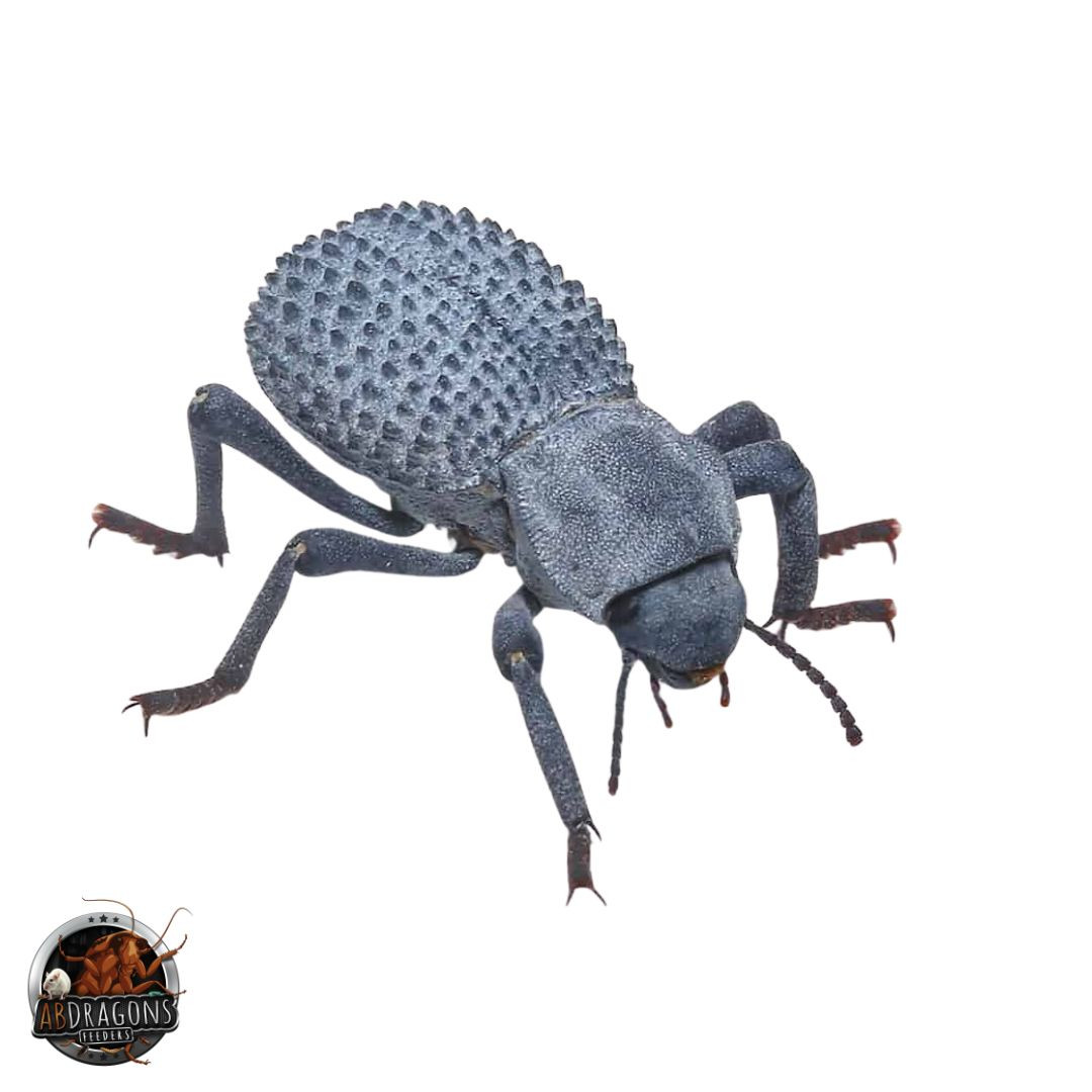 Blue Death Feigning Beetle 