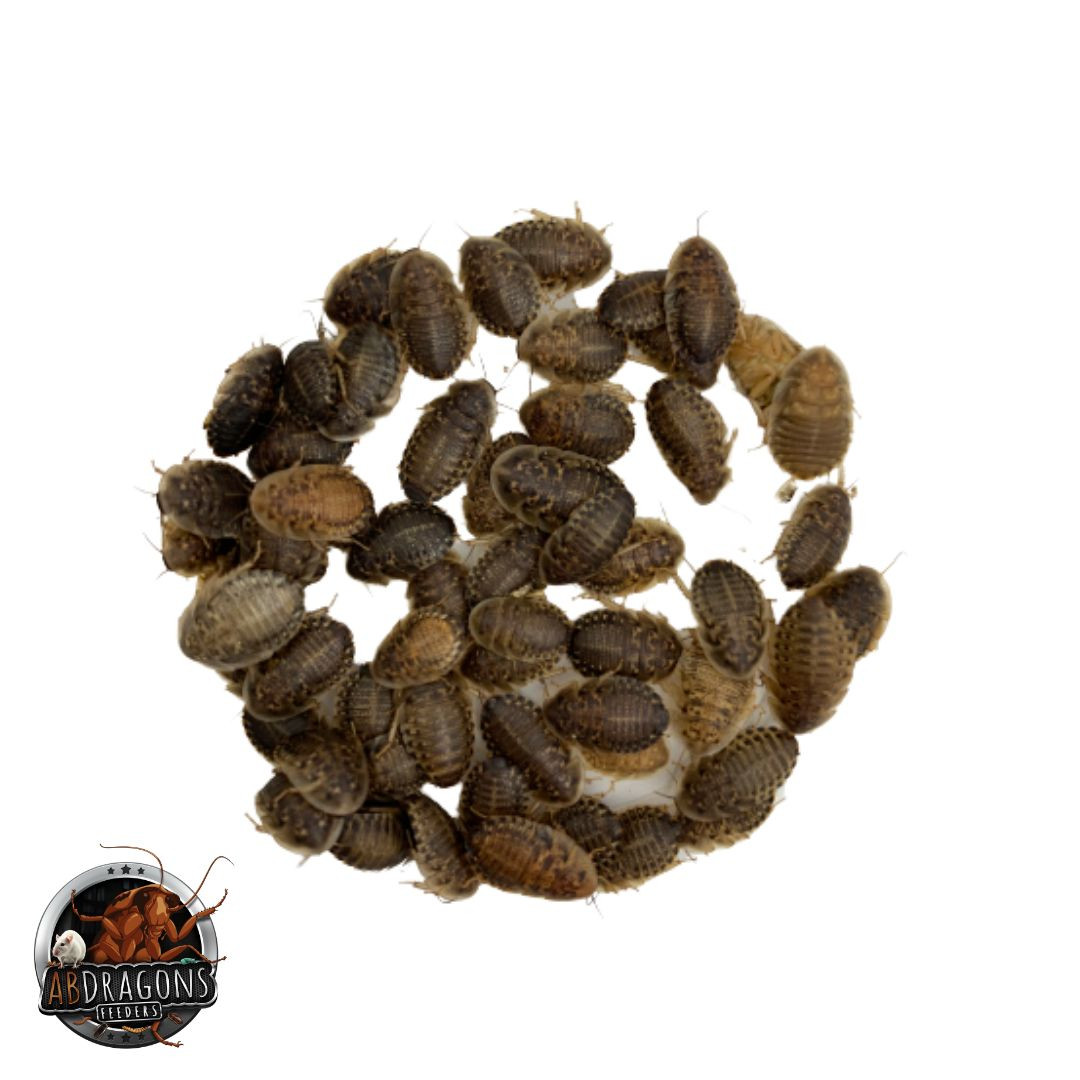 Dubia Roaches Medium 3/8" to 3/4"