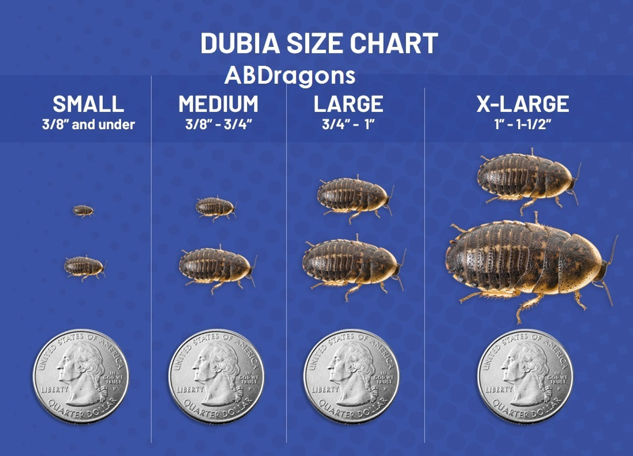 Dubia Roaches Medium 3/8" to 3/4"