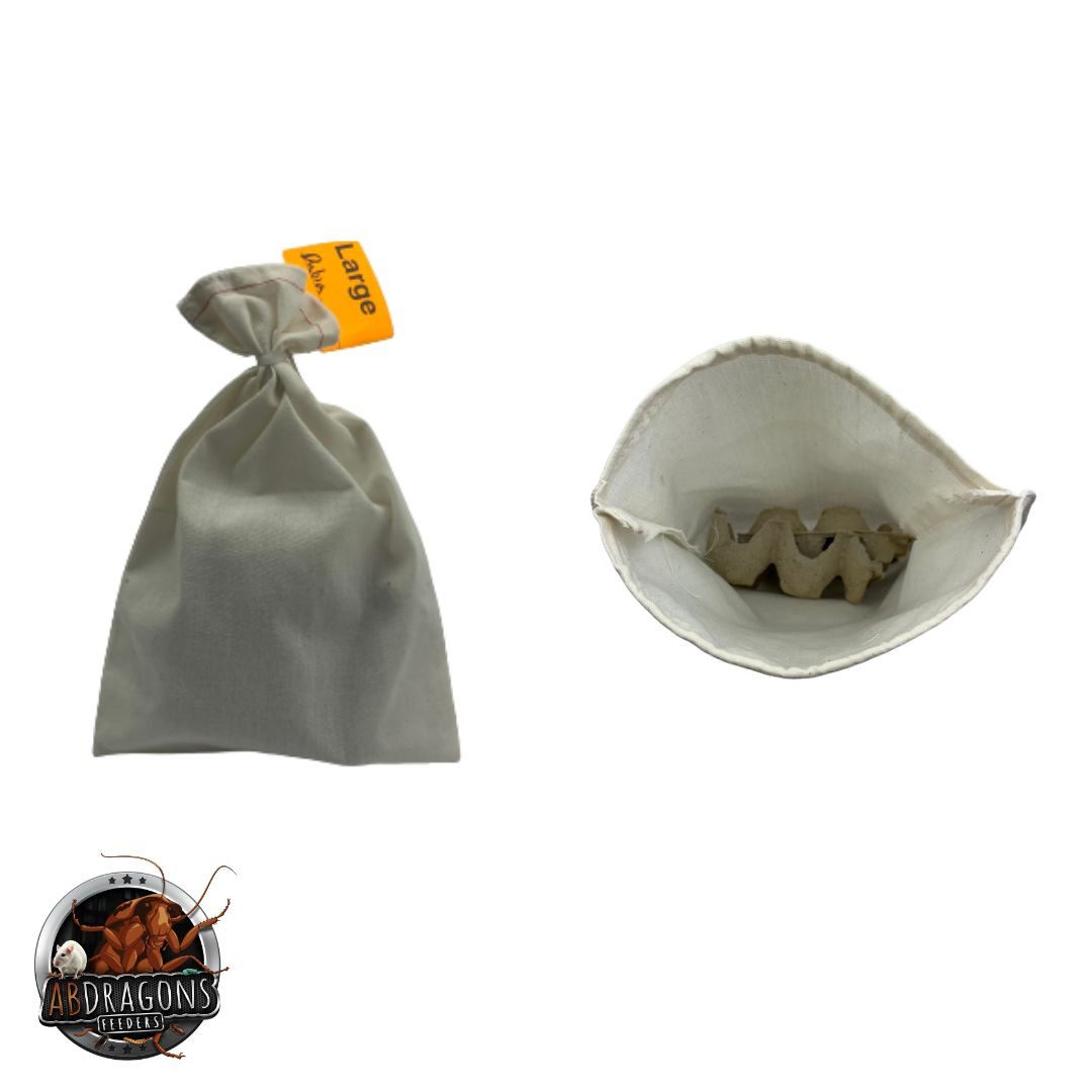 Dubia Roaches Large 3/4" - 1" Not Adults