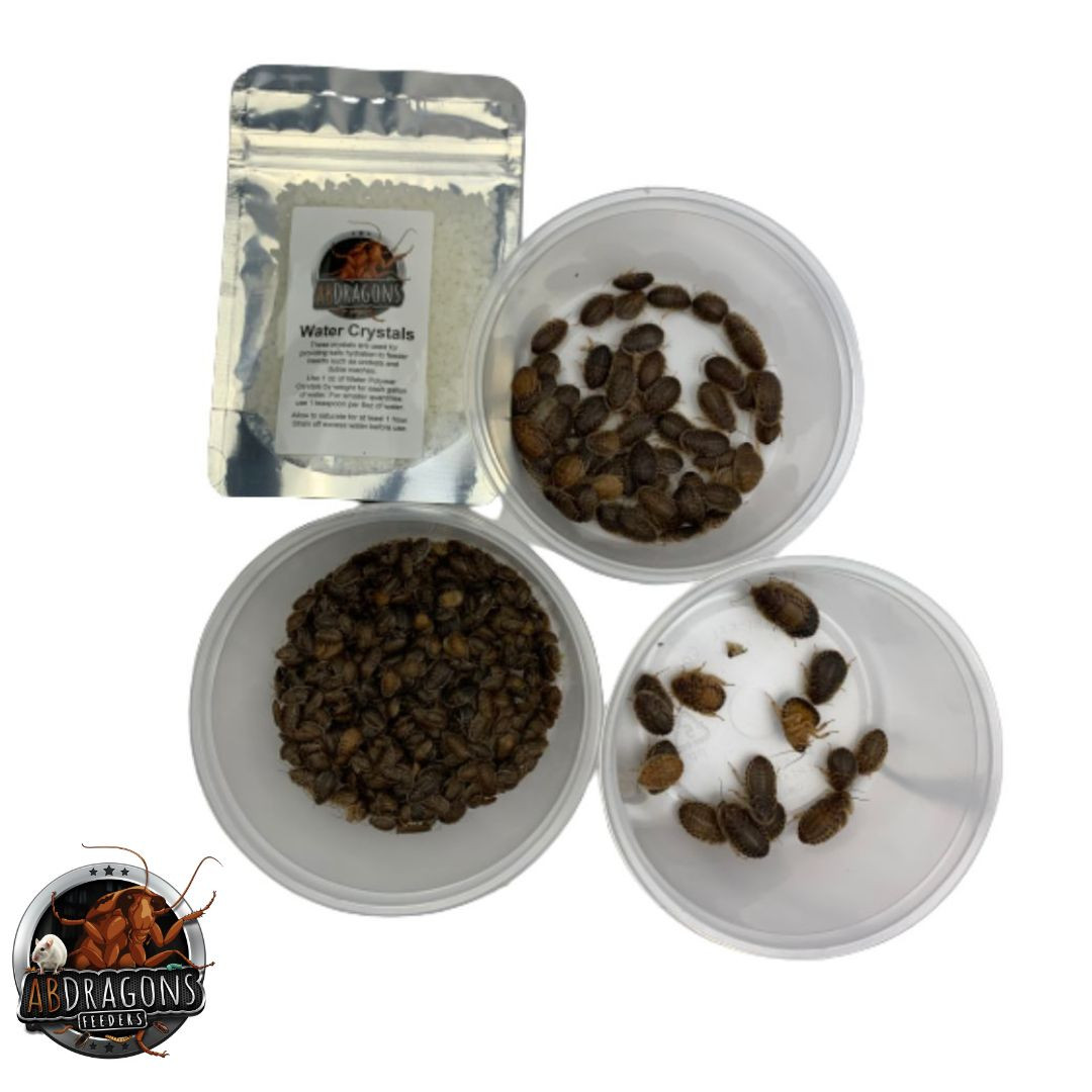 ABDragons Live Dubia Roaches 500 Count (Assorted)