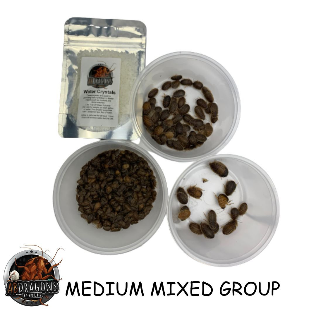 Small DubiaFeeder insect breeding, Feeder insect Supplies, Buy Feeder, Live feeder insect store, dubia roaches,  Best place to buy feeder insects, Insect feeders for sale, Live insect feeders, Feeder insects for sale, Buy feeder insects, Dubia roaches for sale, Reptile feeder insects, Feeder insect care, Feeder insect delivery, Feeder insect subscription, buy dubia roaches, dubia roaches breeders, live dubia roaches, dubia roach colony for sale, dubia roach suppliers, feed dubia roaches, feeder dubia roaches, dubia roach care, where to buy dubia roaches, dubia roach farm, cheap dubia roaches for sale, best place to buy dubia roaches, dubia roach wholesale, dubia roach delivery, dubia roach prices, Reptile feed, live reptile food, reptile, best reptile feeders, reptile live feed, reptile insect food, Reptile insect feed, Live feeder insects for reptiles, Reptile feeder insects, Feeder insects for reptiles, Live insects for reptiles, Reptile feeder insect suppliers, Best feeder insects for reptiles, Buy feeder insects for reptiles, Dubia roaches for reptiles, Feeder insect care for reptiles, Reptile feeder insect colony, Feeder insect delivery for reptiles, Reptile feeder insect subscription, Reptiles eating dubia roaches, Dubia roaches as reptile food, Feeding dubia roaches to reptiles, Dubia roaches for reptile diet, Best dubia roaches for reptile nutrition, Reptile nutrition with dubia roaches, Dubia roaches as reptile feeders, Feeding reptiles dubia roaches, Reptile dietary benefits of dubia roaches, Dubia roaches for reptile health