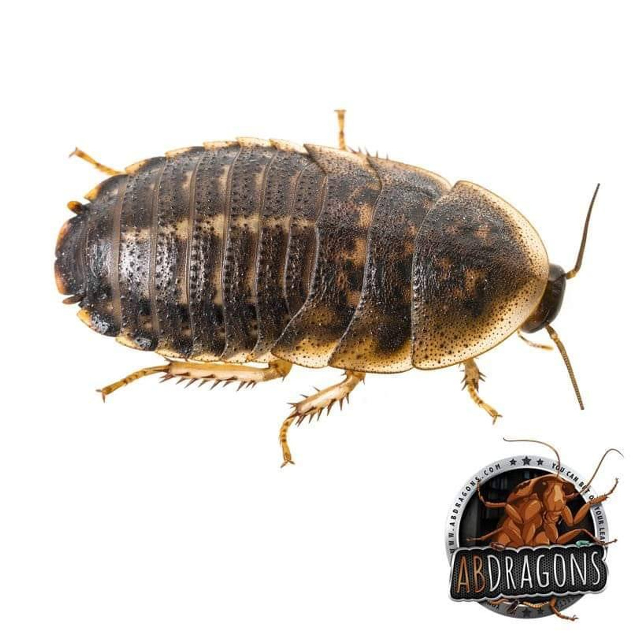 Dubia Roaches 1" and Up