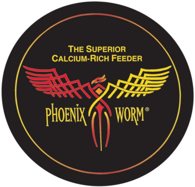 Medium Phoenix Worms for Sale | ABDragons