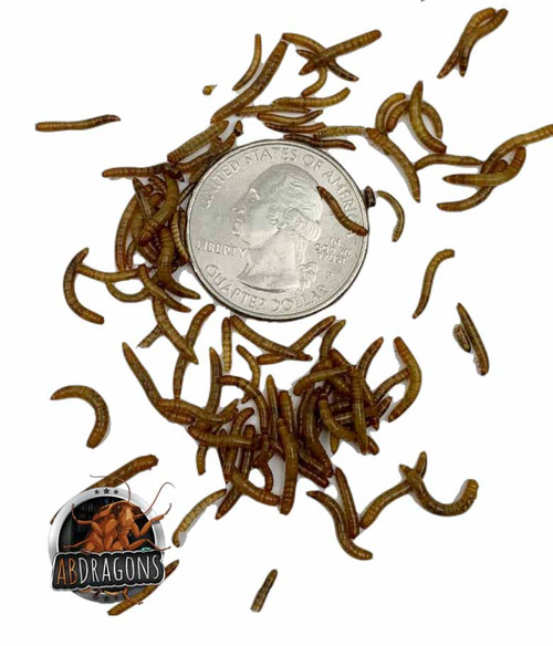 Mini Mealworms (1/4")