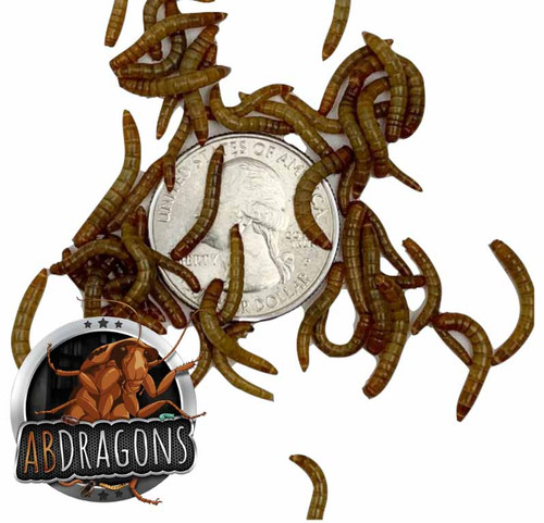 Mealworms for reptiles, Buy mealworms, Live mealworms for sale, Mealworm breeders, Mealworm colony for sale, Mealworm suppliers, Feeder mealworms, Mealworm care, Where to buy mealworms, Mealworm farm, Cheap mealworms for sale, Best place to buy mealworms, Mealworm wholesale, Mealworm delivery, Mealworm prices, Reptiles eating mealworms, Mealworms as reptile food, Feeding mealworms to reptiles, Mealworms for reptile diet, Best mealworms for reptile nutrition, Reptile nutrition with mealworms, Mealworms as reptile feeders, Feeding reptiles mealworms, Reptile dietary benefits of mealworms, Mealworms for reptile health, Bluebirds eating mealworms, Mealworms as bluebird food, Mealworms for bluebirds, Feeding mealworms to bluebirds, Bluebird diet with mealworms, Bluebirds and mealworms, Best mealworms for bluebirds, Attracting bluebirds with mealworms, Bluebird nutrition with mealworms, Mealworms as bluebird feeders, Attracting bluebirds with mealworms, Bluebird dietary benefits of mealworms, Mealworms for bluebird health, Bluebird diet with mealworms, Providing mealworms to bluebirds, Bluebird mealworm feeding habits, Mealworms as bluebird food, Chickens eating mealworms, Mealworms for chickens, Feeding mealworms to chickens, Best mealworms for chickens, Chicken diet with mealworms, Providing mealworms to chickens, Chicken mealworm feeding habits, Mealworms as chicken treats, Chicken nutrition with mealworms, Mealworms as chicken supplements, Reptile feed, live reptile food, reptile, best reptile feeders, reptile live feed, reptile insect food, Reptile insect feed, Live feeder insects for reptiles, Reptile feeder insects, Feeder insects for reptiles, Live insects for reptiles, Reptile feeder insect suppliers, Best feeder insects for reptiles, Buy feeder insects for reptiles Feeder insect care for reptiles, Reptile feeder insect colony, Feeder insect delivery for reptiles, Reptile feeder insect subscription, Insect feeders for sale, Live insect feeders, Feeder insects for sale, Buy feeder insects, Feeder insect suppliers, Live feeder insect store, Reptile feeder insects, Feeder insect breeding, Feeder insect care, Best place to buy feeder insects, Feeder insect delivery, Feeder insect subscription, Insect feeders, Feeding insects, Insect feeder types, Live insect feeders, Feeder insects, Insect food, Feeding bugs, Insect feeder dishes, Feeding reptiles, Feeding amphibians, Feeding birds, Insect feeder care, Feeding tarantulas, Feeder insect suppliers, Insect feeder setup, Insect feeder nutrition, Best insect feeders