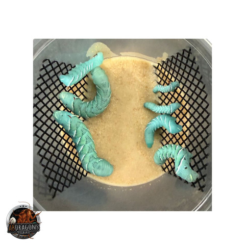 Jumbo Hornworms aka Goliath Worms 1 inch and bigger
