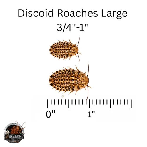 Discoid Roaches Large 3/4"-1"***Florida Legal***