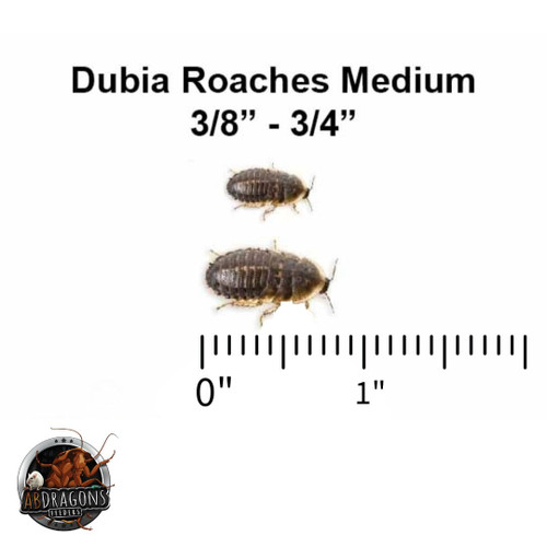 Curated visual reference: Picture Idea: Live Feeder Dubia Roaches For Sale
