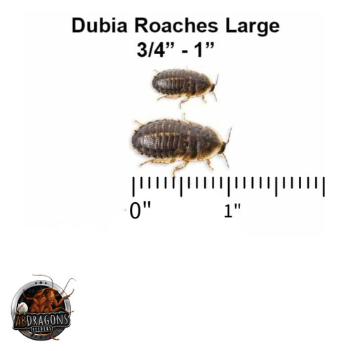 Feeder insect breeding, Feeder insect Supplies, Buy Feeder, Live feeder insect store, dubia roaches,  Best place to buy feeder insects, Insect feeders for sale, Live insect feeders, Feeder insects for sale, Buy feeder insects, Dubia roaches for sale, Reptile feeder insects, Feeder insect care, Feeder insect delivery, Feeder insect subscription, buy dubia roaches, dubia roaches breeders, live dubia roaches, dubia roach colony for sale, dubia roach suppliers, feed dubia roaches, feeder dubia roaches, dubia roach care, where to buy dubia roaches, dubia roach farm, cheap dubia roaches for sale, best place to buy dubia roaches, dubia roach wholesale, dubia roach delivery, dubia roach prices, Reptile feed, live reptile food, reptile, best reptile feeders, reptile live feed, reptile insect food, Reptile insect feed, Live feeder insects for reptiles, Reptile feeder insects, Feeder insects for reptiles, Live insects for reptiles, Reptile feeder insect suppliers, Best feeder insects for reptiles, Buy feeder insects for reptiles, Dubia roaches for reptiles, Feeder insect care for reptiles, Reptile feeder insect colony, Feeder insect delivery for reptiles, Reptile feeder insect subscription, Reptiles eating dubia roaches, Dubia roaches as reptile food, Feeding dubia roaches to reptiles, Dubia roaches for reptile diet, Best dubia roaches for reptile nutrition, Reptile nutrition with dubia roaches, Dubia roaches as reptile feeders, Feeding reptiles dubia roaches, Reptile dietary benefits of dubia roaches, Dubia roaches for reptile health