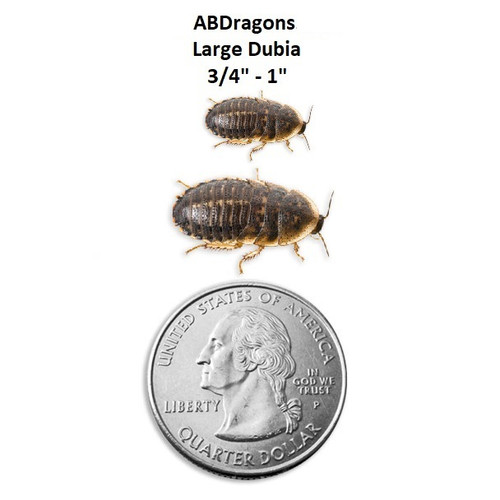 Dubia Roaches Large 3/4" - 1" Not Adults
