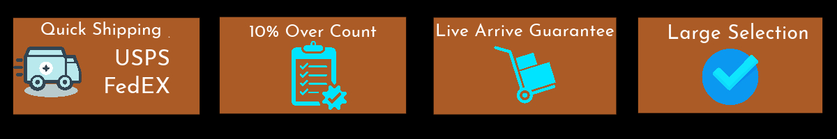 Troubleshooting Humidity Issues in Your Bearded Dragon's Tank - ABDRAGONS