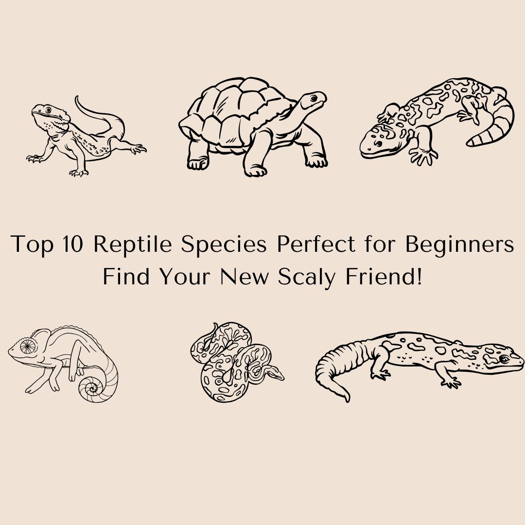 Top 10 Reptile Species Perfect for Beginners – Find Your New Scaly Friend!