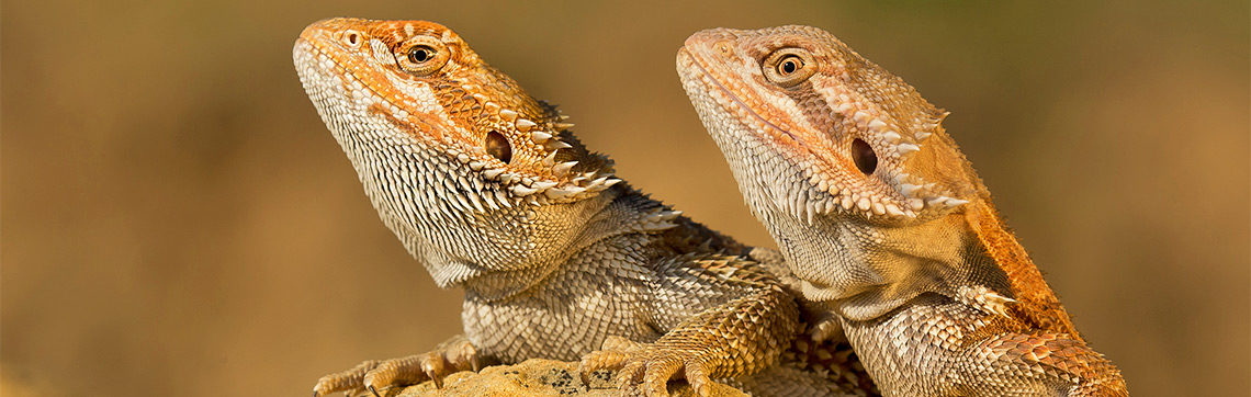 Can Bearded Dragons Eat Pineapple?