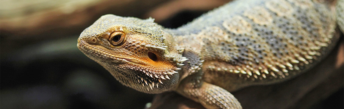 Can Bearded Dragons Eat Oranges?