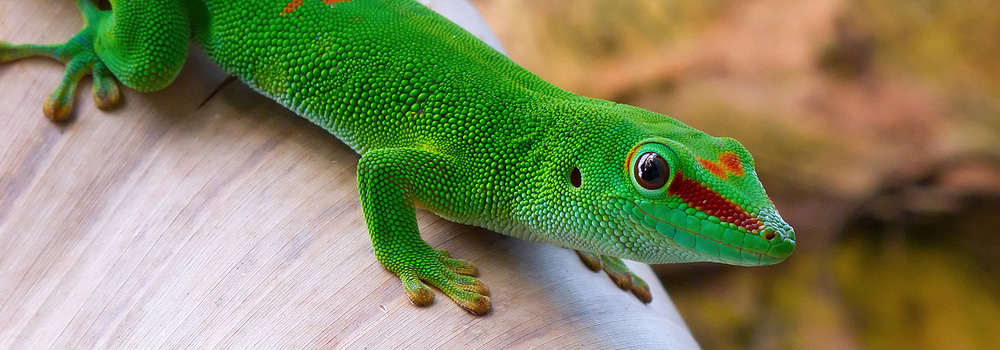 How to Care for Your Madagascar Day Gecko