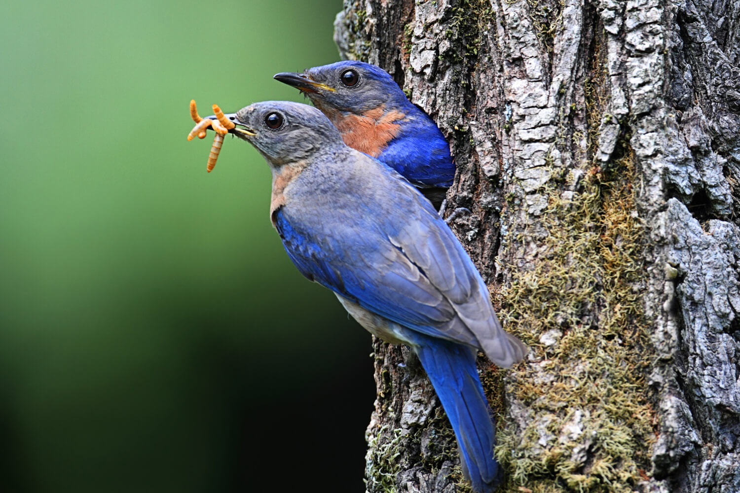 Why Bluebirds Love Mealworms