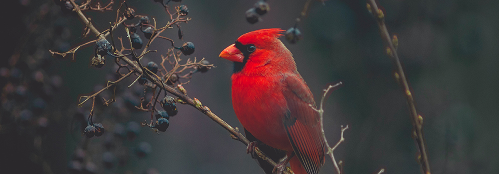 Do Cardinals Eat Dried Mealworms?