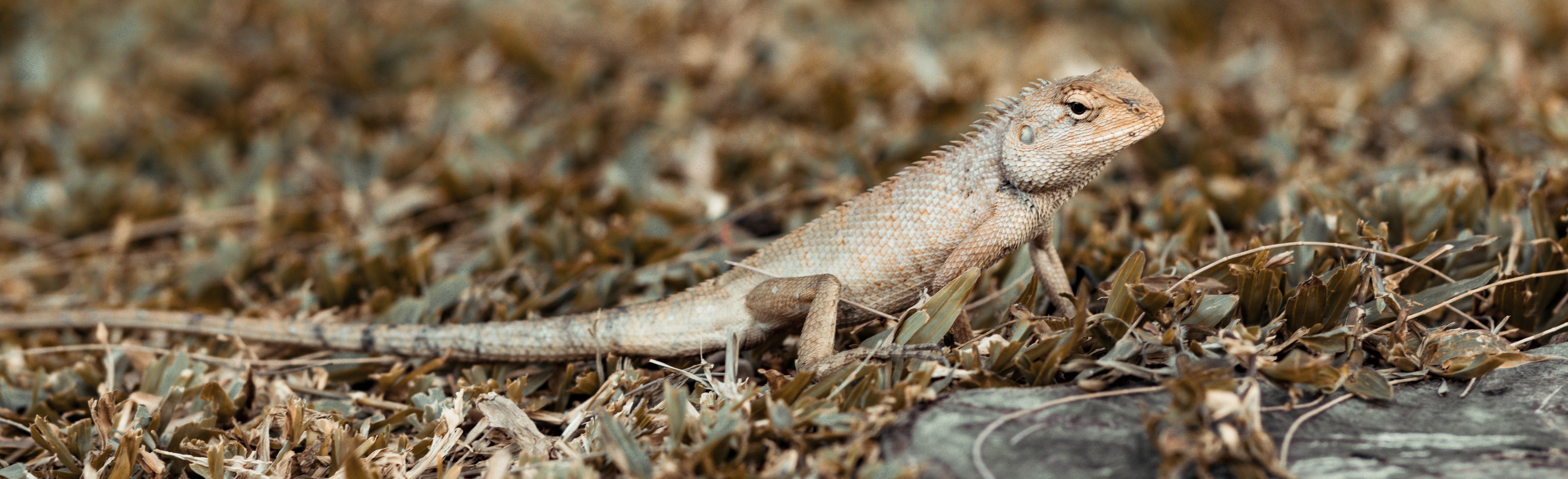 Can Bearded Dragons Eat Zucchini?