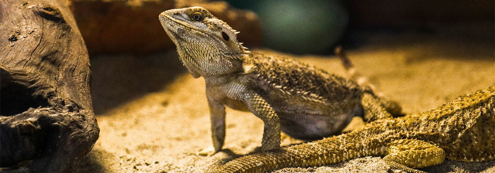 Troubleshooting Humidity Issues in Your Bearded Dragon’s Tank