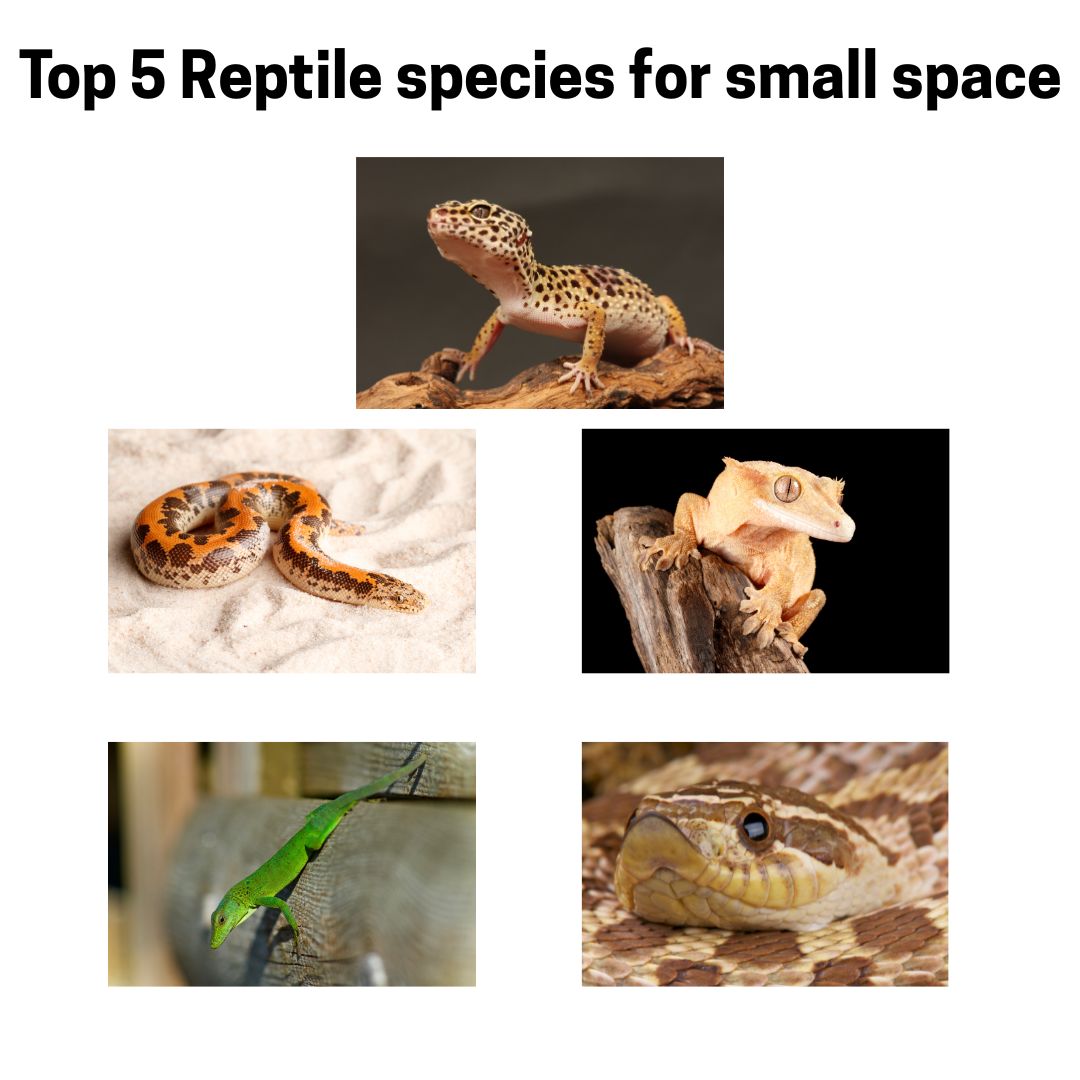 Top 5 Reptile Species for Small Spaces Top 5 Reptile Species for Small Spaces
