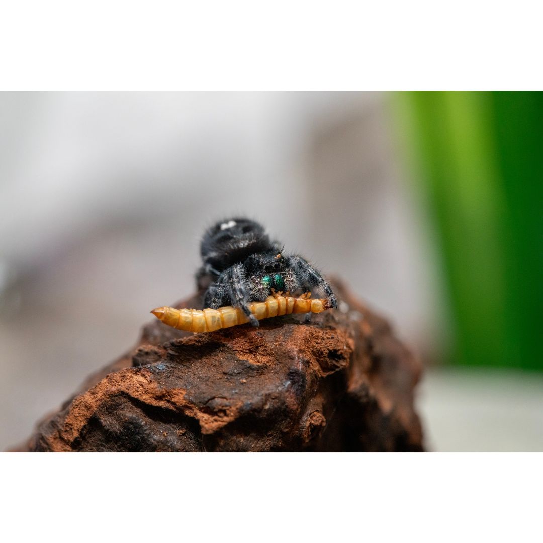 What Do Jumping Spiders Eat? Two Favorites Revealed!