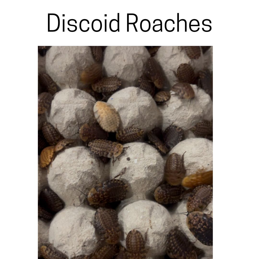Discoid Roaches: A Top Feeder Choice for Reptiles
