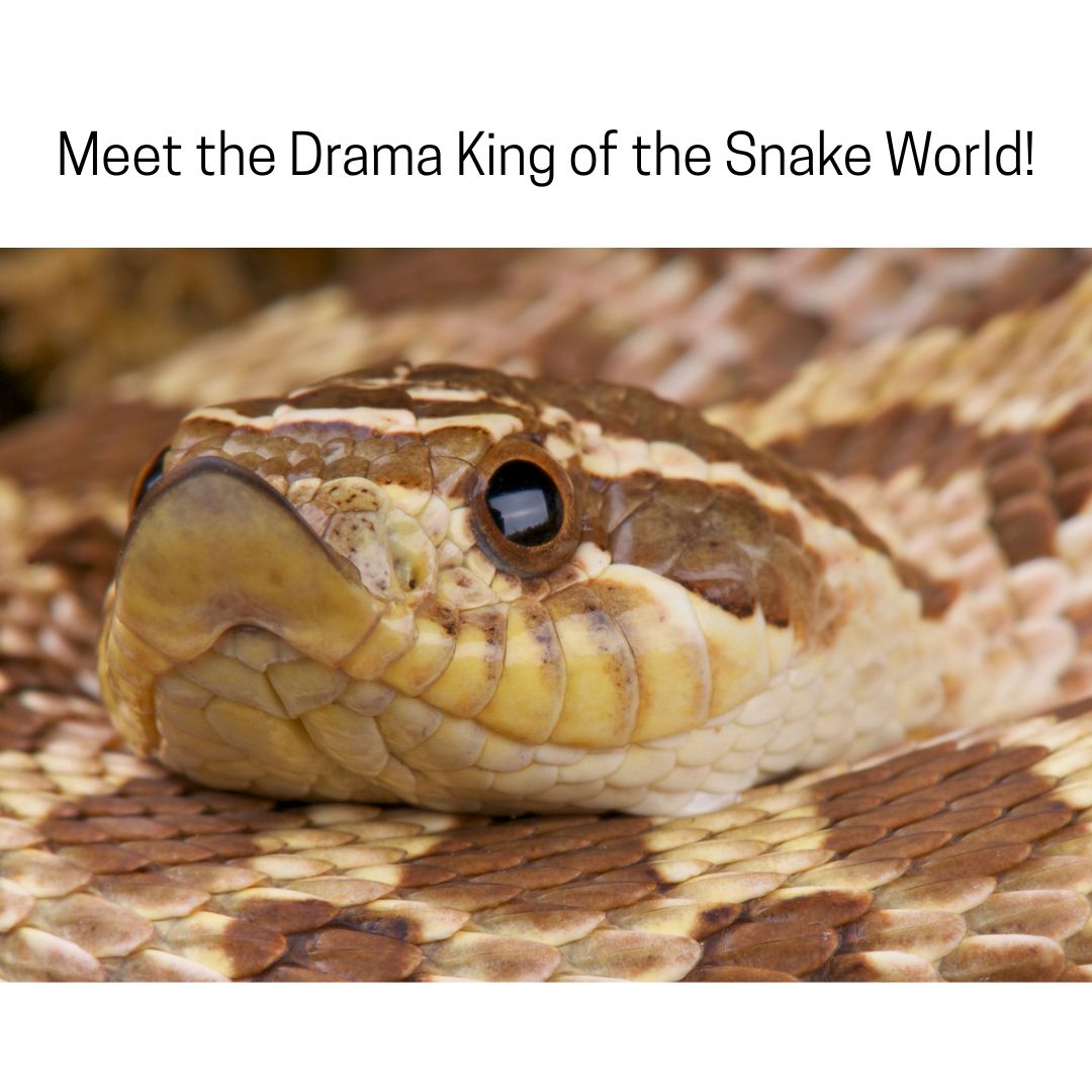 Drama Queen of the Snake World Drama Queen of the Snake World