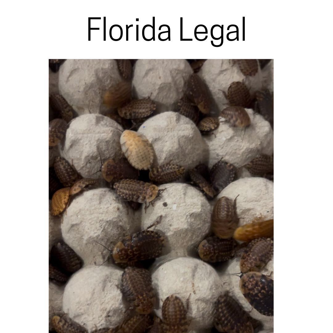 Florida’s Legal Feeder: The Discoid Roach Florida’s Legal Feeder: The Discoid Roach