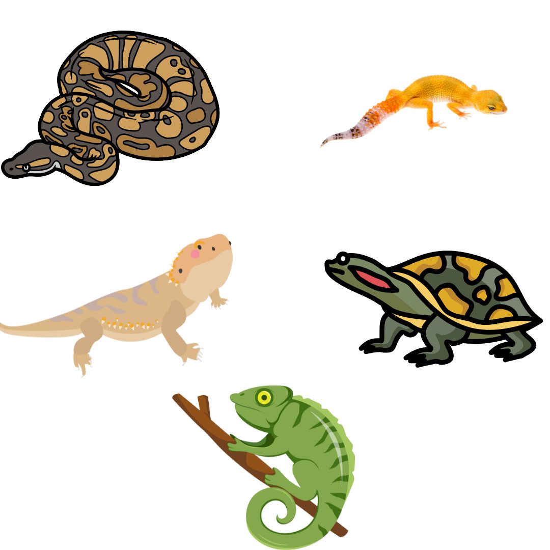 Exploring the Unique Behaviors of Pet Reptiles