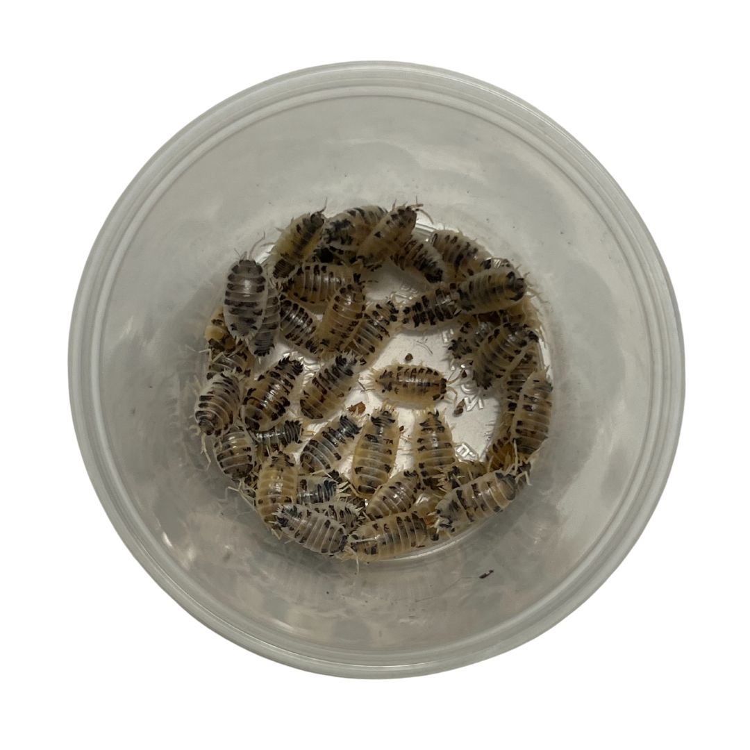 Dairy Cow Isopods: Tiny Tank Stars Dairy Cow Isopods: Tiny Tank Stars