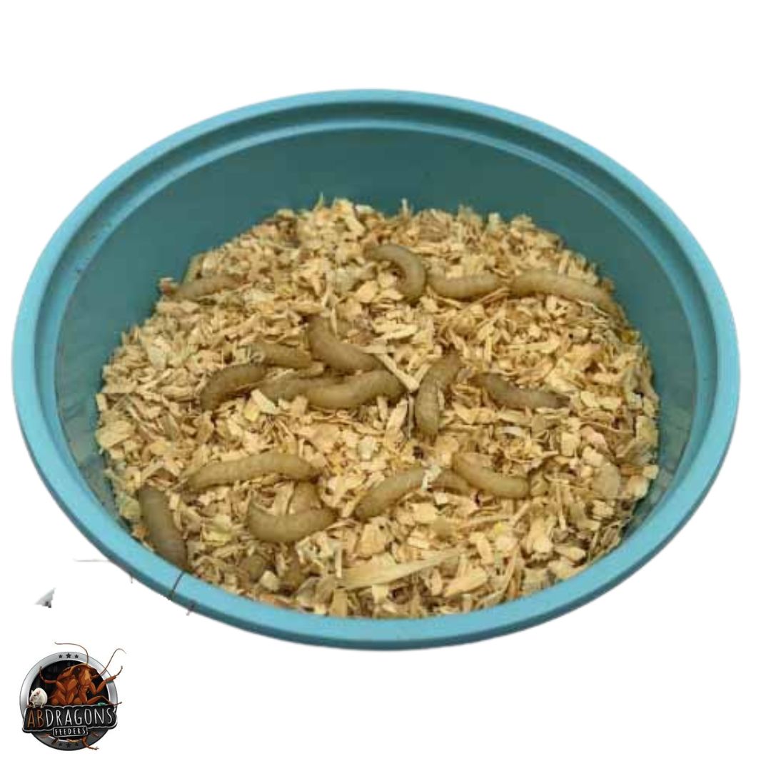 Catch More Fish with Waxworms Catch More Fish with Waxworms