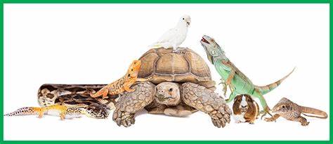 Top 10 Popular Names for Your New Pet Reptile