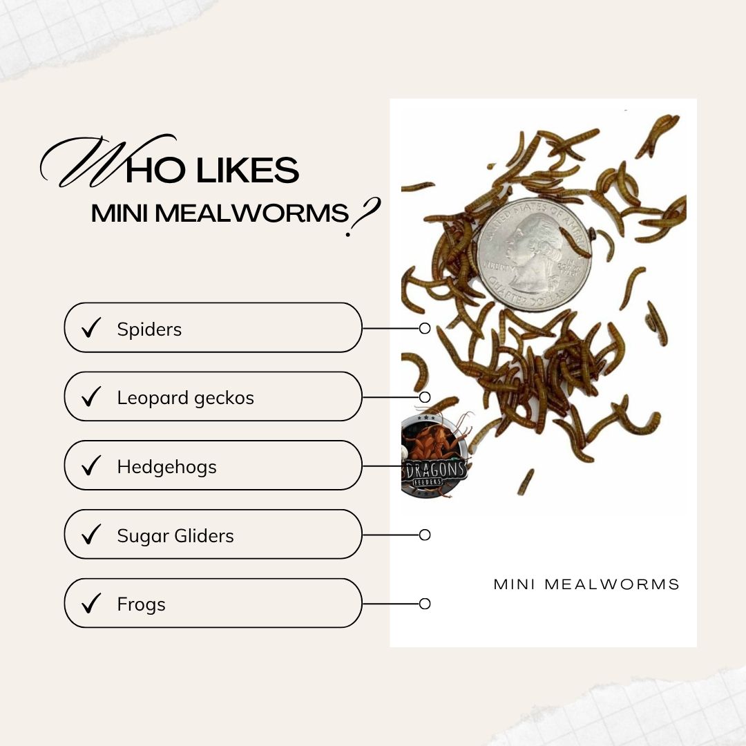 Tiny Worms, Big Nutrition Tiny Worms, Big Nutrition