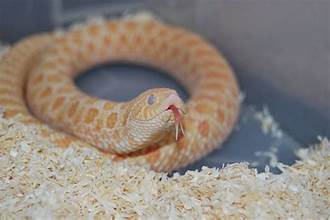 Why Aspen Bedding is Ideal for Small Pets and Snakes?