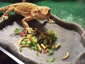 10 Nutrient-Rich Insects for Healthy Bearded Dragons