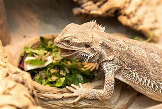Top 15 Foods Bearded Dragons