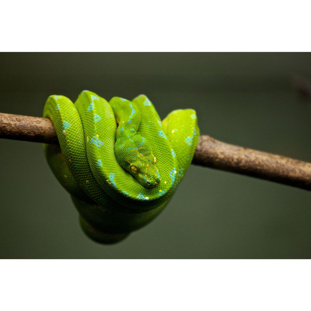 Frozen Mice and Rats for Snake Feeding