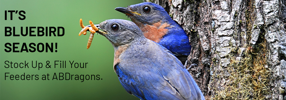 Purchase Dried Mealworms For Bluebirds Abdragons