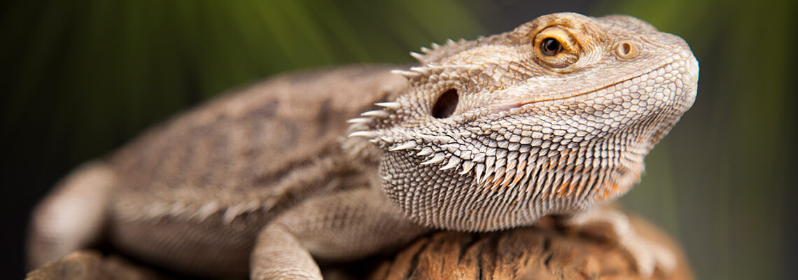 bearded dragon