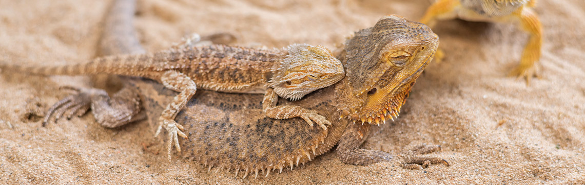 What To Feed A Baby Bearded Dragon Abdragons