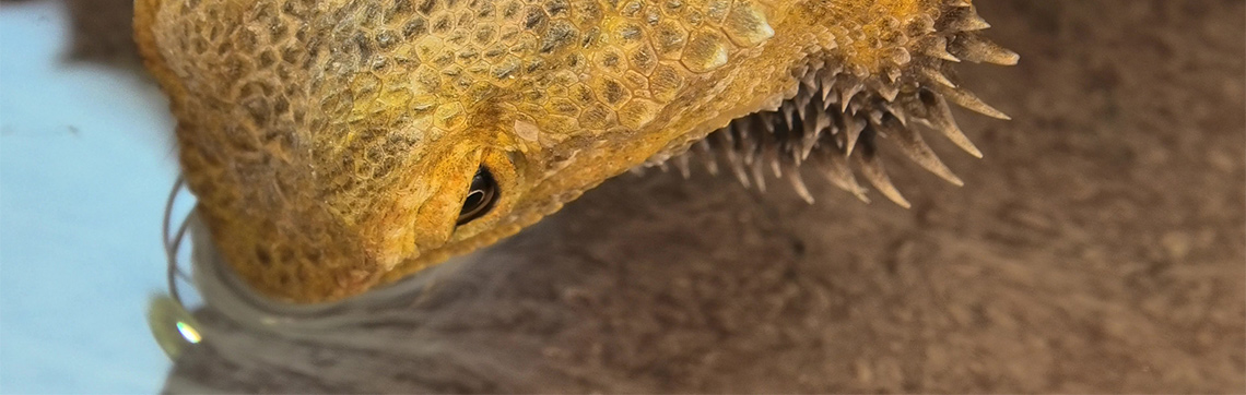 how to keep your bearded dragon hydrated