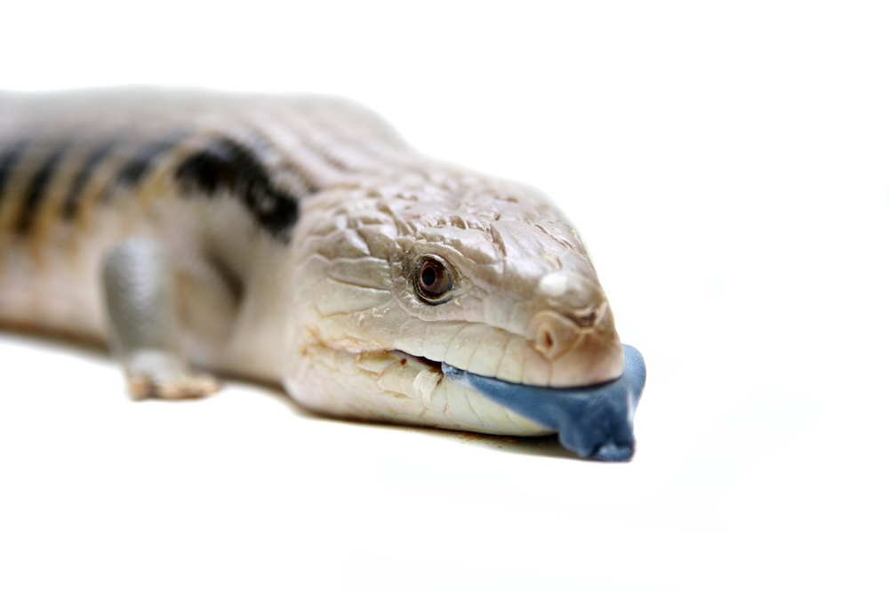 best dog food for blue tongue skinks