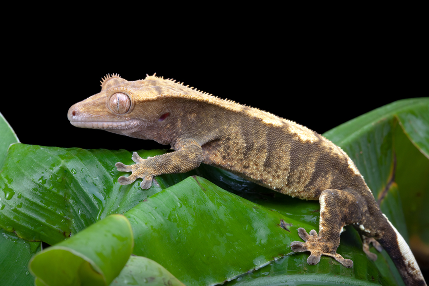 Caring and Feeding For Your Crested Gecko - ABDRAGONS
