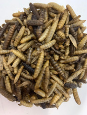 BSF for sale, Black soldier fly larvae for sale, Buy BSF larvae, Black soldier fly eggs for sale, Black soldier fly eggs for sale, BSF breeding colonies for sale, Live BSF larvae for sale, Best BSF suppliers, BSF farming supplies for sale, BSF larvae for composting, BSF larvae feed for sale, BSF larvae production for sale, Where to buy BSF larvae, BSF larvae meal for sale, BSF larvae for pet food, BSF larvae for chicken feed, Reptiles eating BSF, Black soldier fly larvae for reptiles, Feeding BSF larvae to reptiles, BSF larvae for reptile diet, Best BSF larvae for reptiles, Reptile diet with BSF larvae, Providing BSF larvae to reptiles, BSF larvae as reptile feeders, Reptile dietary benefits of BSF larvae, Chickens eating BSF, Black soldier fly larvae for chickens, Feeding BSF larvae to chickens, BSF larvae for chicken diet, Best BSF larvae for chickens, Chicken diet with BSF larvae, Providing BSF larvae to chickens, BSF larvae as chicken feeders, Chicken dietary benefits of BSF larvae, Reptile feed, live reptile food, reptile, best reptile feeders, reptile live feed, reptile insect food, Reptile insect feed, Live feeder insects for reptiles, Reptile feeder insects, Feeder insects for reptiles, Live insects for reptiles, Reptile feeder insect suppliers, Best feeder insects for reptiles, Buy feeder insects for reptiles Feeder insect care for reptiles, Reptile feeder insect colony, Feeder insect delivery for reptiles, Reptile feeder insect subscription, Insect feeders for sale, Live insect feeders, Feeder insects for sale, Buy feeder insects, Feeder insect suppliers, Live feeder insect store, Reptile feeder insects, Feeder insect breeding, Feeder insect care, Best place to buy feeder insects, Feeder insect delivery, Feeder insect subscription, Insect feeders, Feeding insects, Insect feeder types, Live insect feeders, Feeder insects, Insect food, Feeding bugs, Insect feeder dishes, Feeding reptiles, Feeding amphibians, Feeding birds, Insect feeder care, Feeding tarantulas, Feeder insect suppliers, Insect feeder setup, Insect feeder nutrition, Best insect feeders