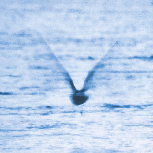 MELLOW DREAM - FUKUI, RYO (#4260544825422)