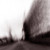 'ALLELUJAH DONT BEND ASCEND - GODSPEED YOU! BLACK EMPEROR (#666561008116)