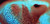 MEDDLE - PINK FLOYD (#888751842311)