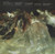 Plastic Eternity - Mudhoney (#098787144505)