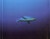 The Great Escape - Blur (#724383523528)
